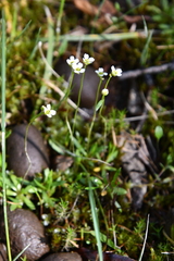 Draba hirta