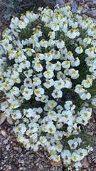 Zinnia acerosa