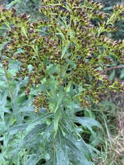 Solidago canadensis