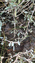 Atriplex portulacoides