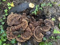 Inonotus cuticularis