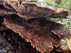 Inonotus cuticularis