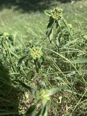 Euphorbia davidii