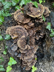 Inonotus cuticularis