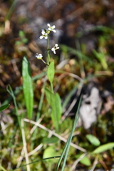 Eutrema edwardsii