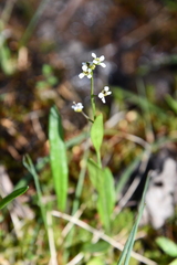 Eutrema edwardsii