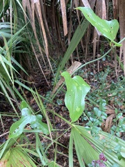 Smilax auriculata