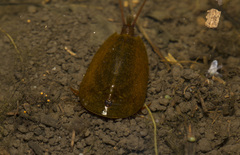 Lepidurus apus