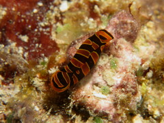 Mariaglaja mandroroa