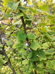 Ribes sanguineum