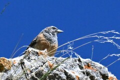 Emberiza godlewskii