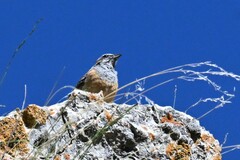 Emberiza godlewskii