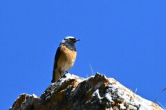 Phoenicurus hodgsoni