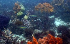 Pentapodus paradiseus