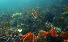 Pentapodus paradiseus