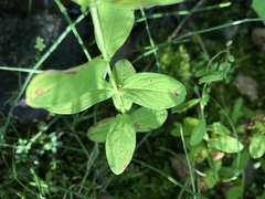 Hypericum ellipticum