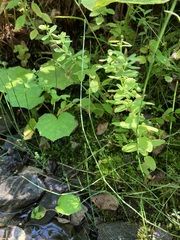 Hypericum ellipticum