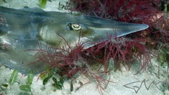 Aptychotrema rostrata