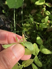 Hypericum ellipticum