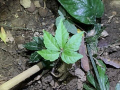 Tetrastigma obtectum