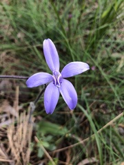 Cyanicula sericea