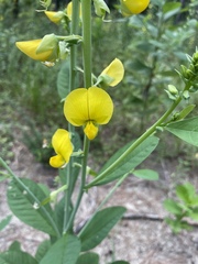 Crotalaria spectabilis