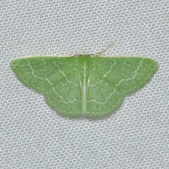 Synchlora