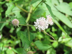 Melanthera nivea