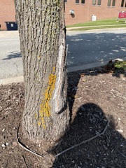 Chrysothrix candelaris