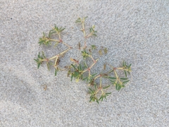 Euphorbia polygonifolia