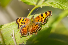 Polygonia gracilis