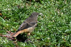 Phoenicurus ochruros