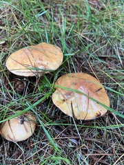 Suillus