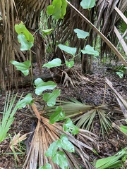 Smilax auriculata