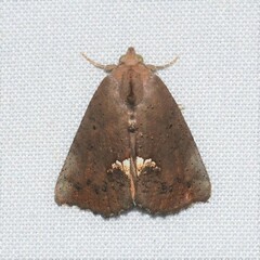 Hypsoropha hormos