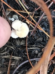 Asterophora lycoperdoides