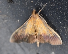 Pyrausta bicoloralis