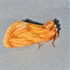 Cirrhophanus triangulifer