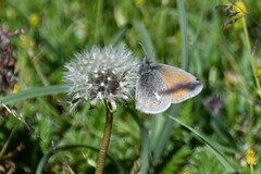Coenonympha amaryllis tydeus