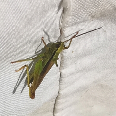 Mecostethus parapleurus