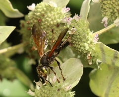 Tachytes guatemalensis