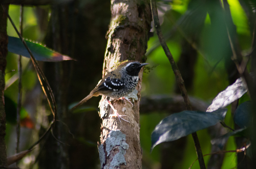 Squamate Antbird (Myrmoderus squamosus), photo 4