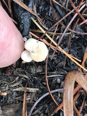 Asterophora lycoperdoides