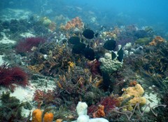 Prionurus microlepidotus