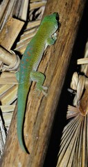 Phelsuma kochi