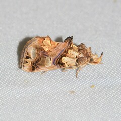 Plusiodonta compressipalpis