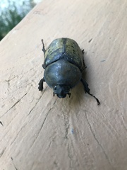 Dynastes tityus