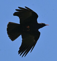 Pyrrhocorax pyrrhocorax