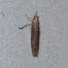 Tampa dimediatella