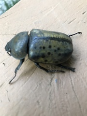 Dynastes tityus